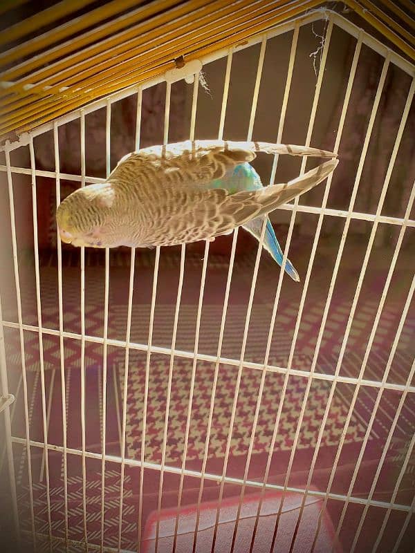 best king size budgie with ready to breed 0