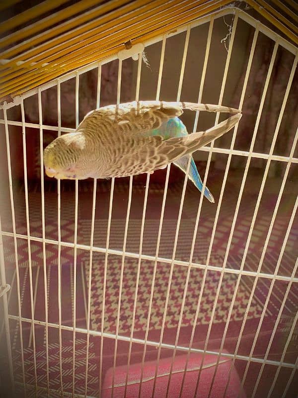 best king size budgie with ready to breed 1