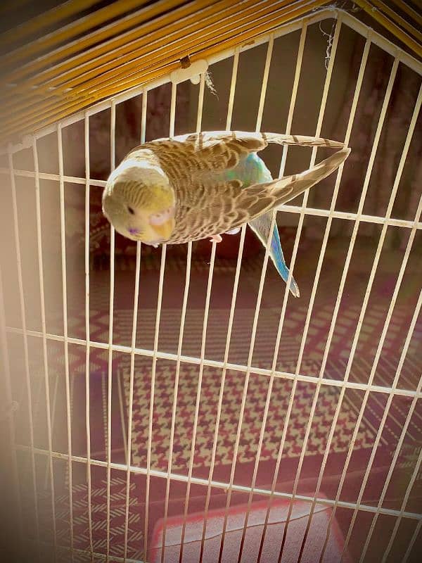 best king size budgie with ready to breed 2