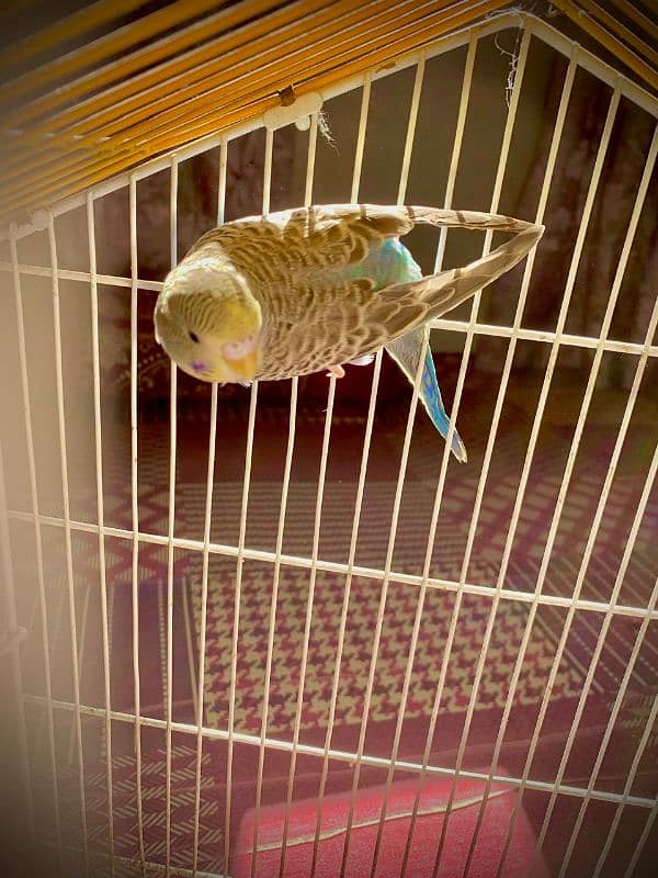 best king size budgie with ready to breed 3