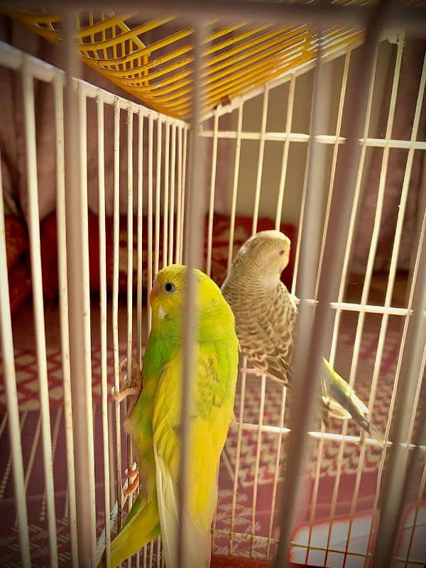 best king size budgie with ready to breed 4