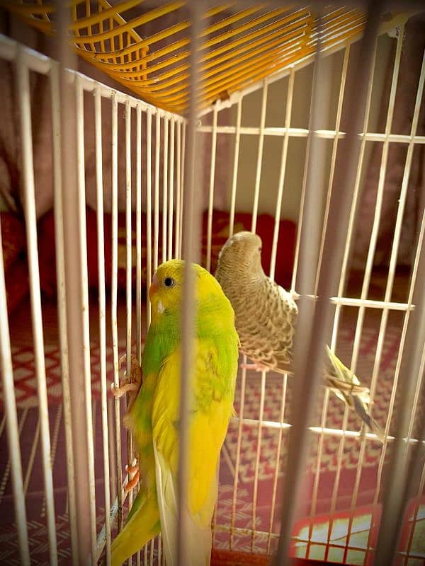 best king size budgie with ready to breed 5