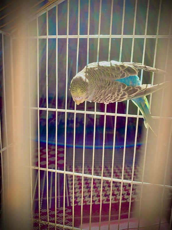 best king size budgie with ready to breed 6