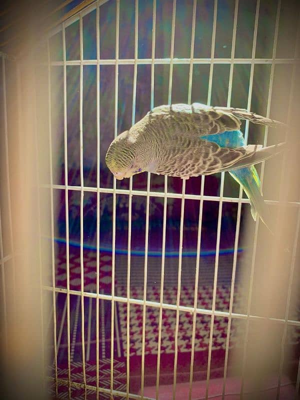 best king size budgie with ready to breed 7