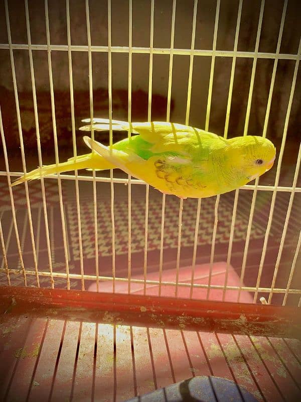 best king size budgie with ready to breed 8