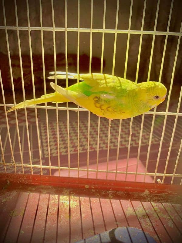 best king size budgie with ready to breed 9