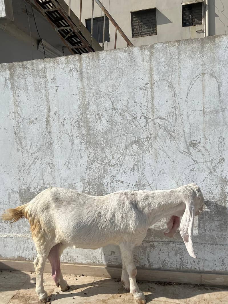 Gulabi Bakri 3