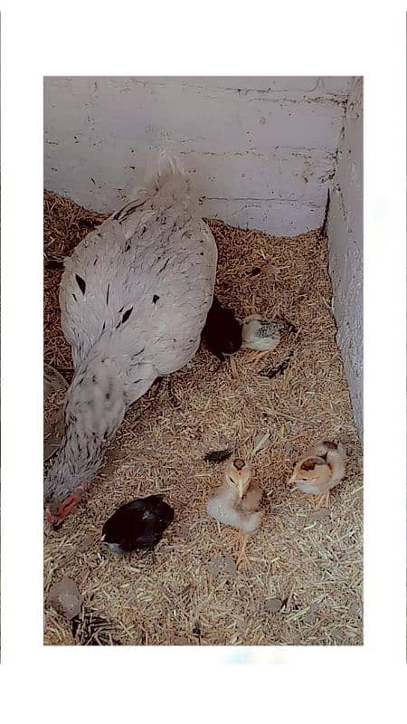 Sleeeti chicks, starter desi hen 6