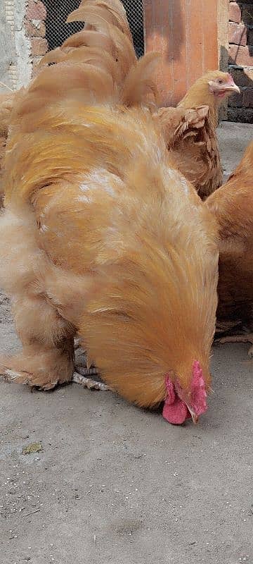 golden buff white buff and silkie fertile eggs 0