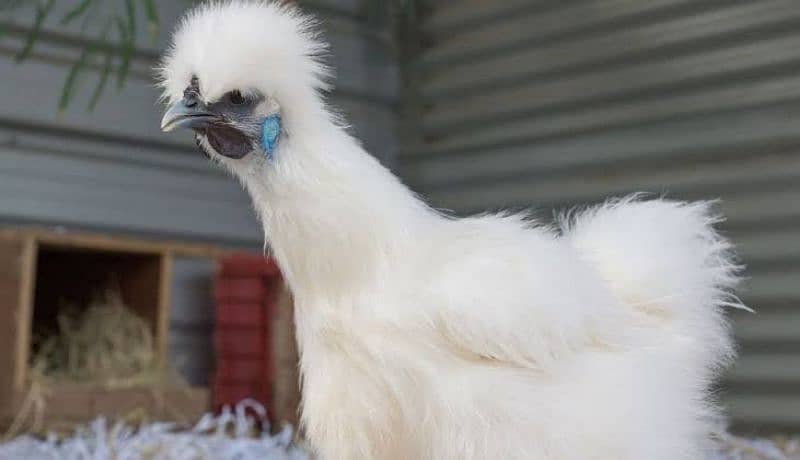 golden buff white buff and silkie fertile eggs 4