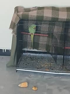 male parrot breeder