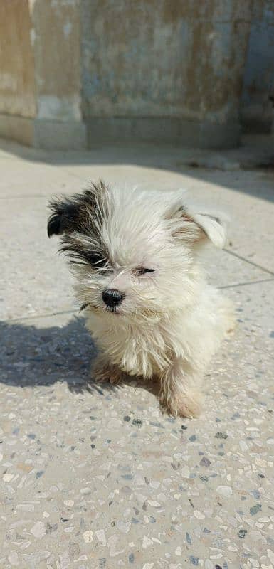 Maltese puppies 0