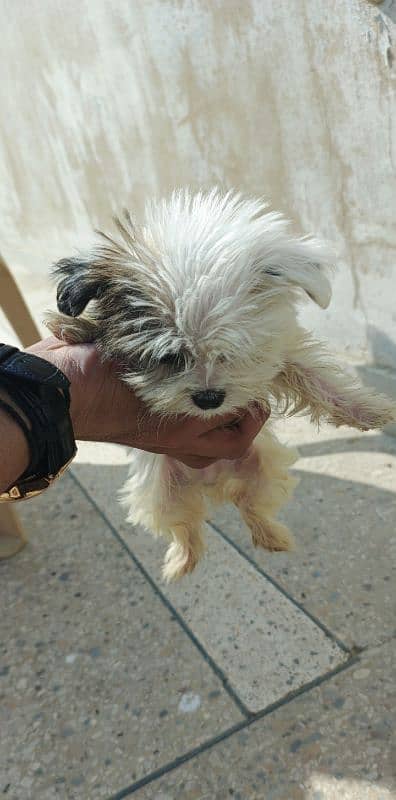 Maltese puppies 1