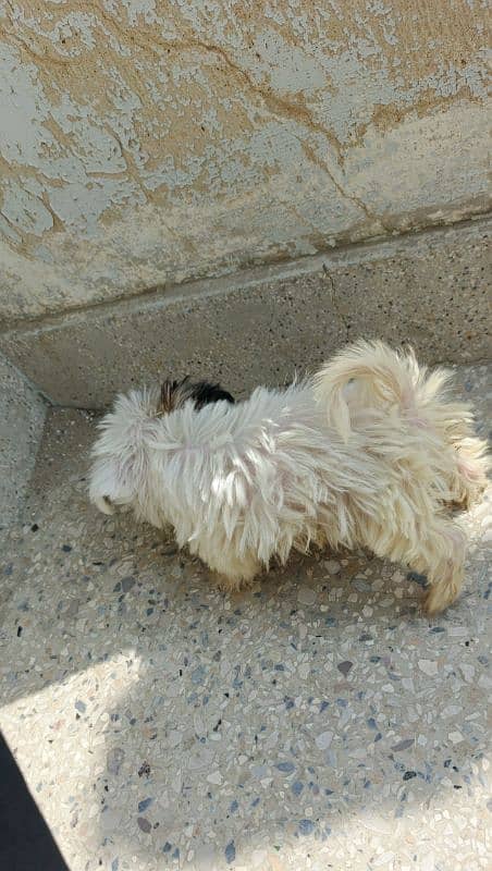 Maltese puppies 2