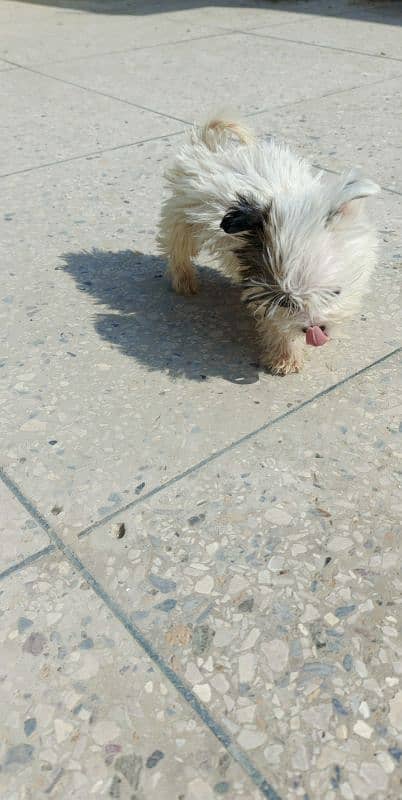 Maltese puppies 3