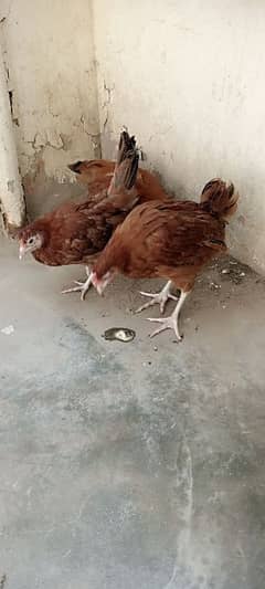 "3 Fresh Desi Hens for Sale – Healthy and Home-Raised!"