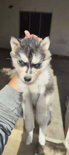 Siberian Husky imported pair