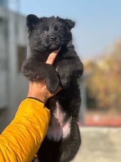 Top quality Pedigree German Shepherd puppy available for sale