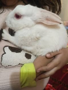 Red Eye Rabbit For sale in cheap