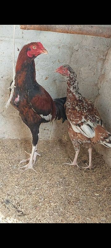 Aseel Pair For Sale 1