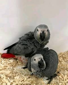 African grey parrot is 3 month