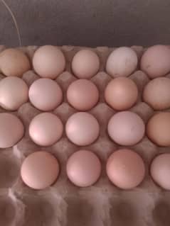 eggs and hens for sale