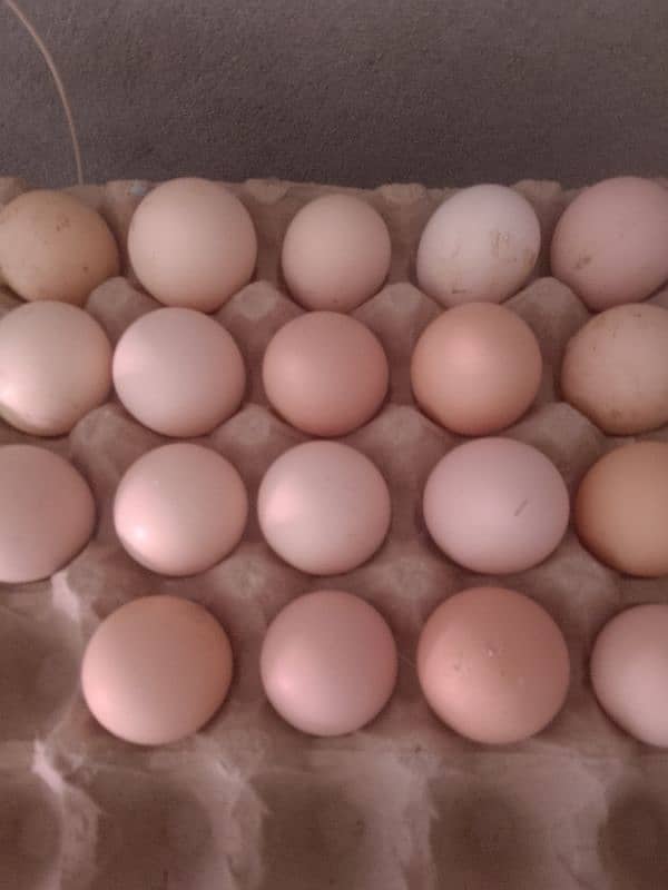 eggs and hens for sale 0