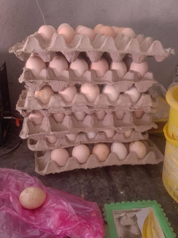 eggs and hens for sale 1