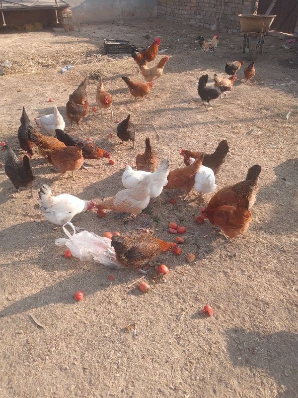 eggs and hens for sale 2