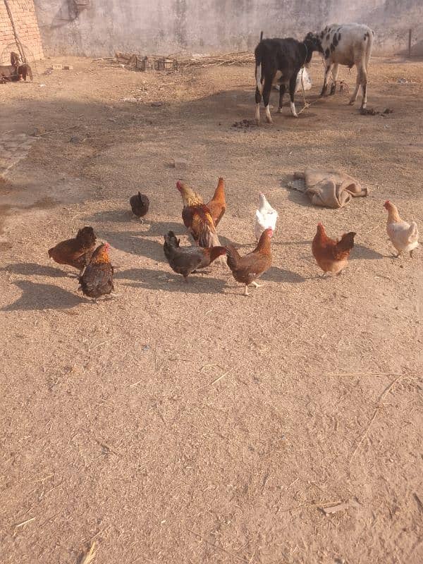 eggs and hens for sale 3