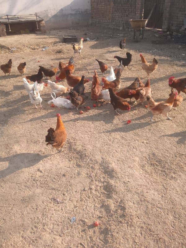 eggs and hens for sale 4