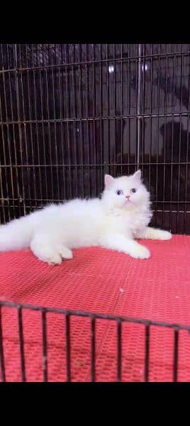 Persian cat for sale male or female my WhatsApp 0325=24=52848 0