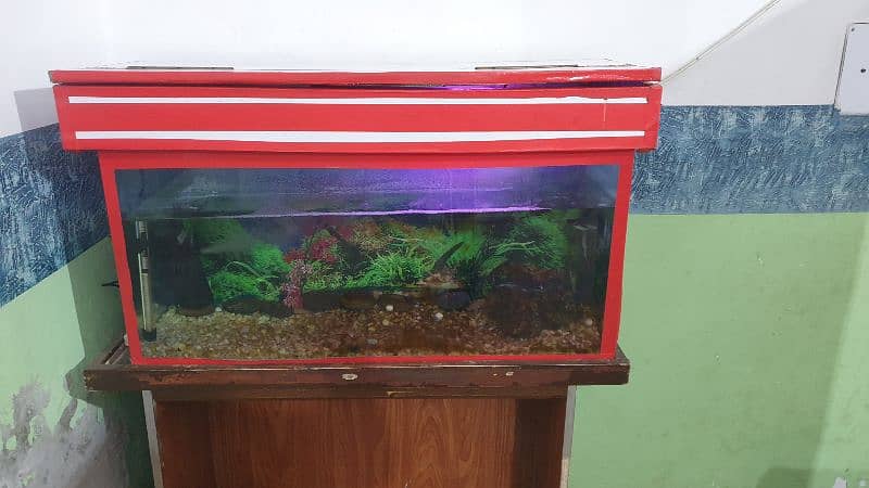 fish aquwarium 2