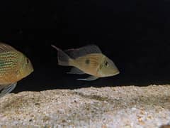 Geophagus