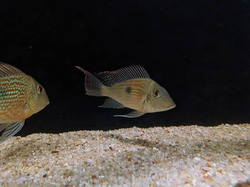 Geophagus Sveni 0