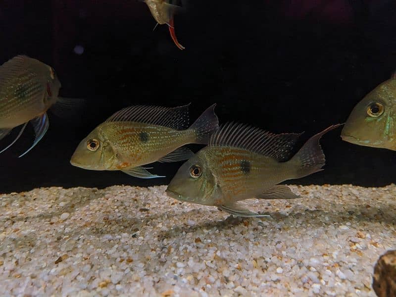 Geophagus Sveni 1