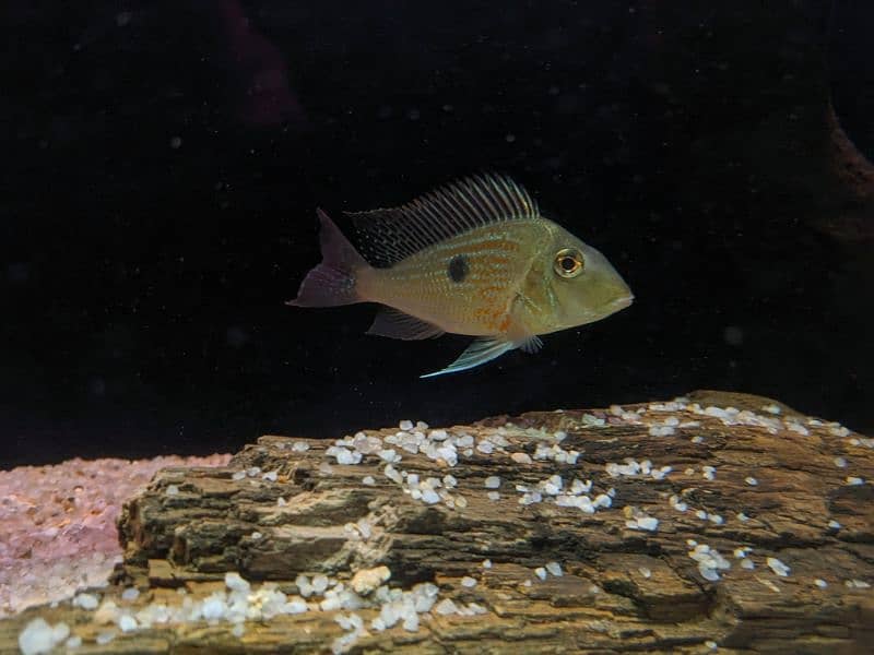 Geophagus Sveni 2