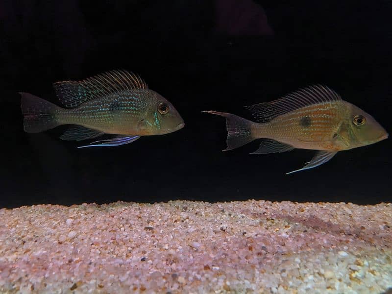 Geophagus Sveni 3