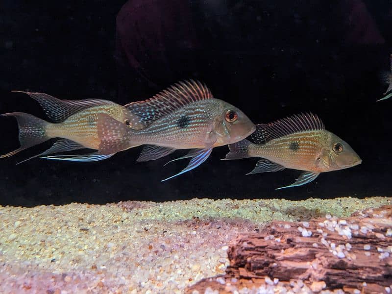 Geophagus Sveni 4