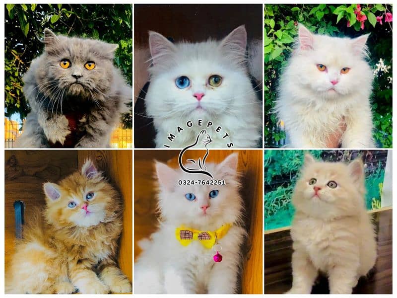 Persian Punch face triple coat cat Kitten 14