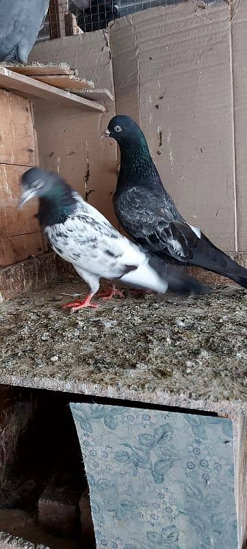 FEROZPURI BREEDER BIRDS FOR SALE 0