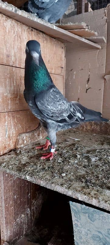 FEROZPURI BREEDER BIRDS FOR SALE 1