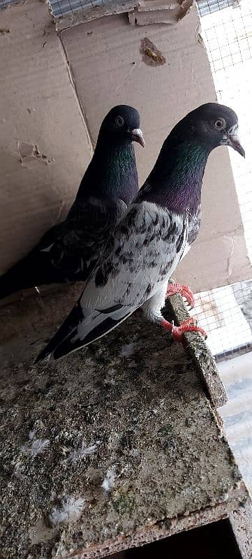 FEROZPURI BREEDER BIRDS FOR SALE 2