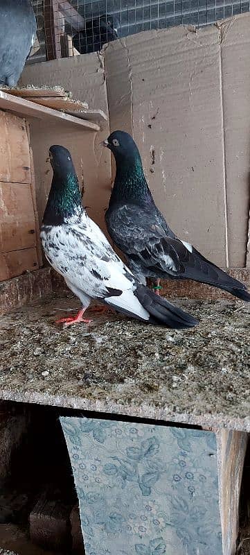 FEROZPURI BREEDER BIRDS FOR SALE 3