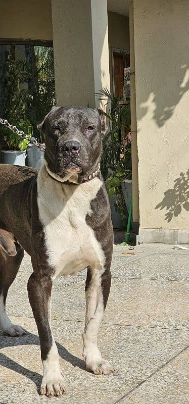 bully dog for sale 0