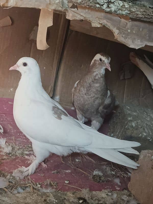 Imported Pegion Different Breeder pair for sale in Islamabad 0