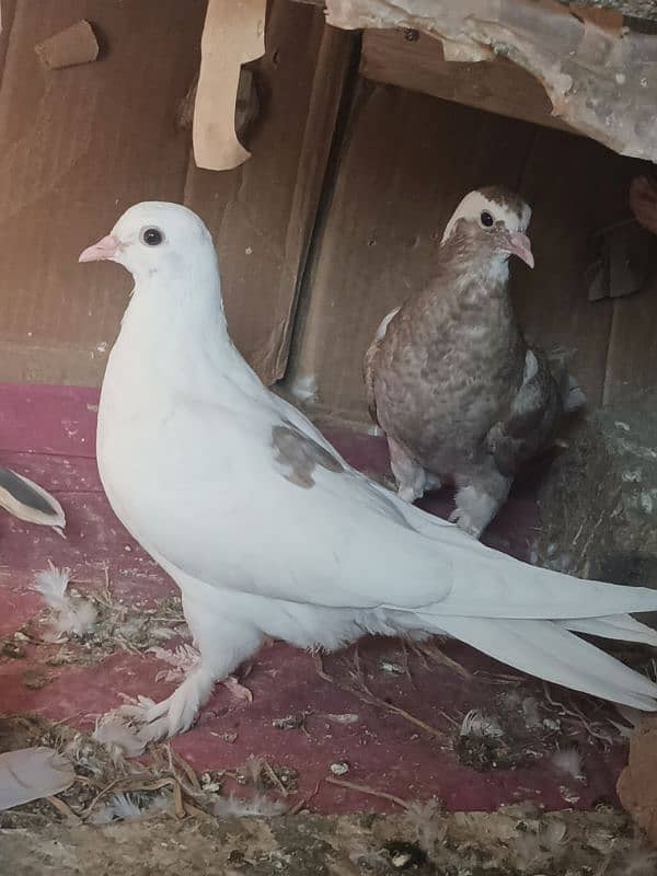 Imported Pegion Different Breeder pair for sale in Islamabad 1