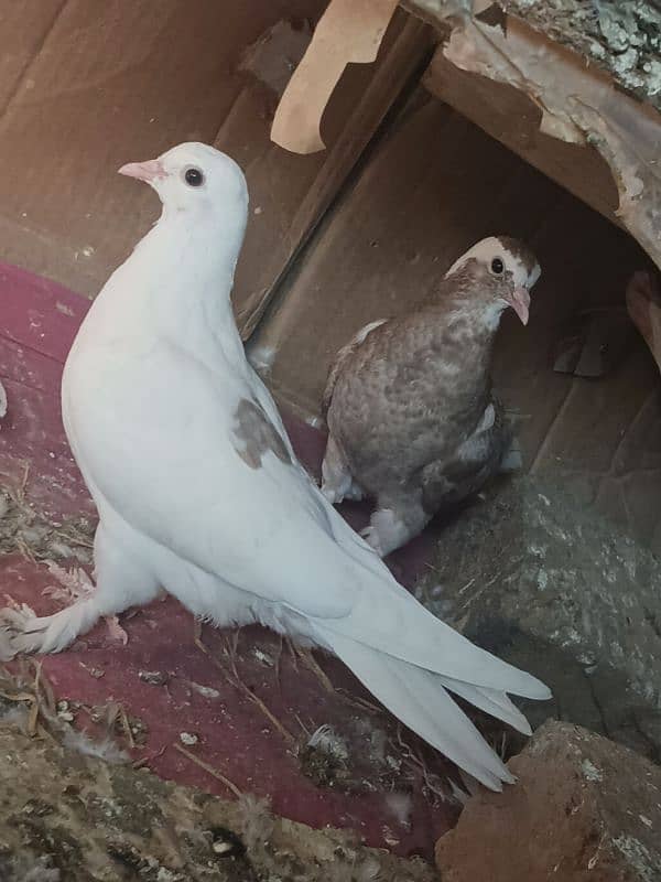 Imported Pegion Different Breeder pair for sale in Islamabad 2