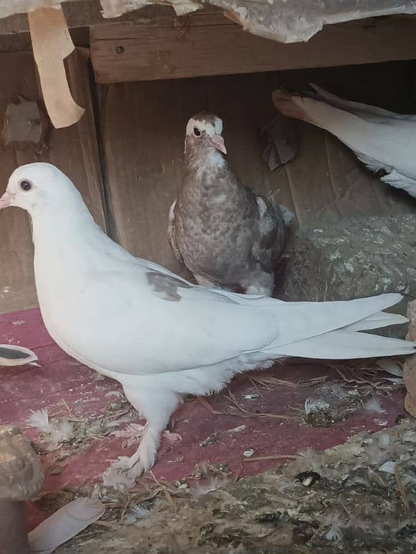 Imported Pegion Different Breeder pair for sale in Islamabad 3