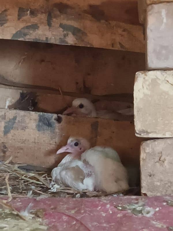 Imported Pegion Different Breeder pair for sale in Islamabad 5